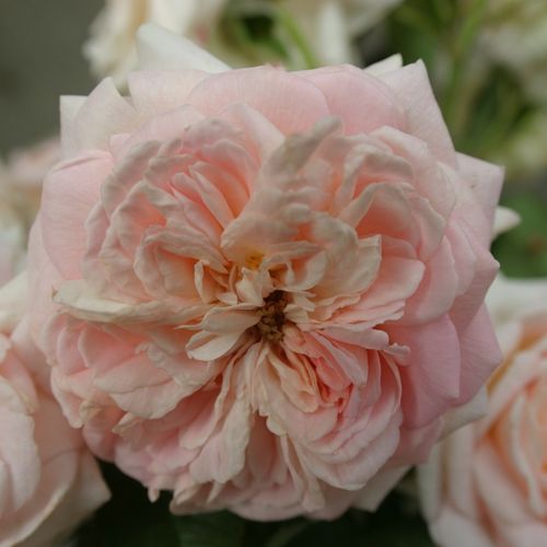 John Scarman - Rózsa - Daisy's Delight - Online rózsa vásárlás